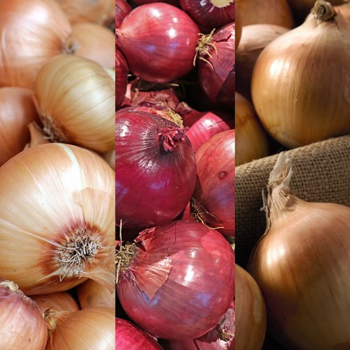 Onion sets mix 750g - onion, red