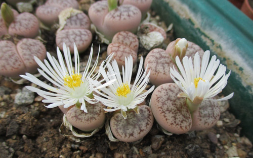 Lithops pseudotruncatella - lithops,