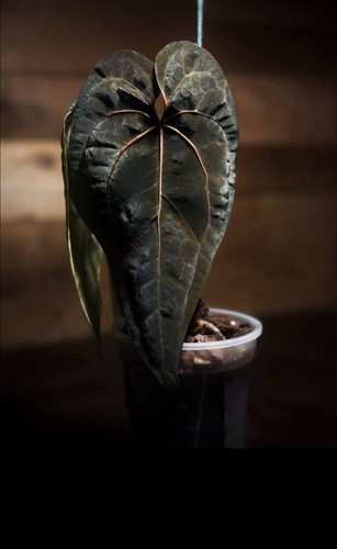 Anthurium aos dark phoenix - x,