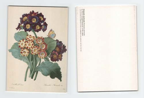 Vintage art card primula - vintage,