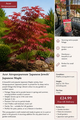 Acer atropurpureum japanese - acer,