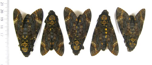 Sphingidae acherontia atropos - acherontia,