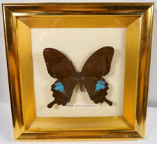 vintage framed real butterfly