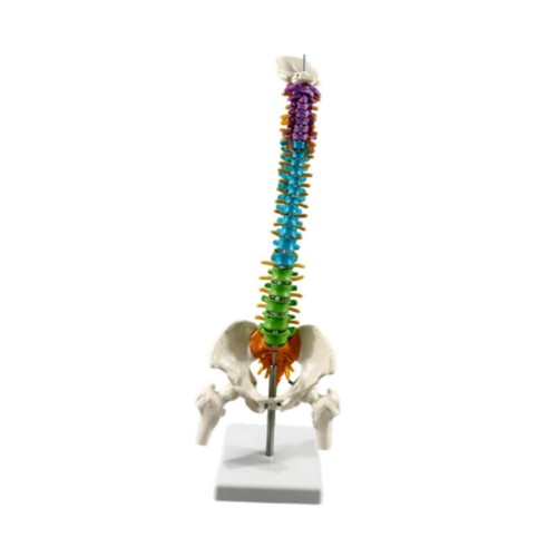 Human spine model pelvis with - human,