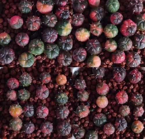 200pcsseeds astrophytum - 200pcsseeds,