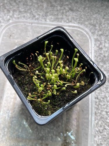 Sarracenia potted seedlings - potted,