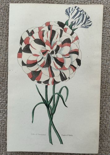 Peony dianthus antique - -,