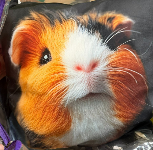 New guinea pig - new,