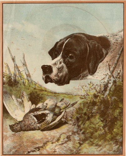 Pointer english gun dog - pointer,