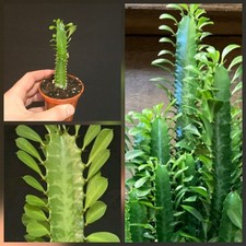 Euphorbia Cactus. African Milk