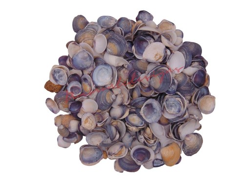 Violet caycay natural shells - violet,