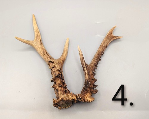 Roe deer antlers gothic - deer, antlers,