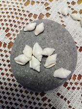 100 very small white natural