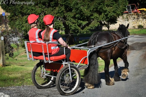 Pony trap cart for 14hh - for, 13-14hh