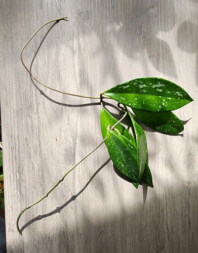Hoya wax plant - wax,
