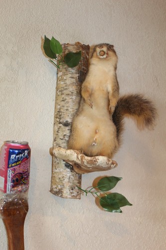 Taxidermy squirrel chipmunk - taxidermy,