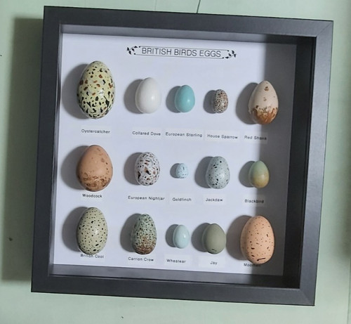Framed british birds eggs - birds,