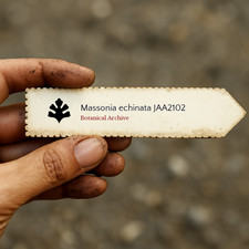 Massonia echinata JAA2102