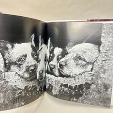 Little Mongrels by David Darcy Hardcover Dogs Puppies Coffee Table