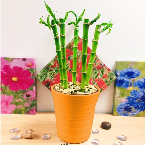 Lucky bamboo soil - lucky,
