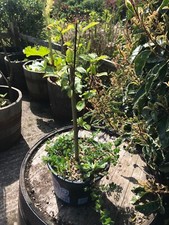 Cornus Sanguinea Common Dogwood Hardy Shrub Deciduous 2L Pot Small tree