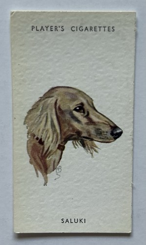 Player dogs heads - player’s,