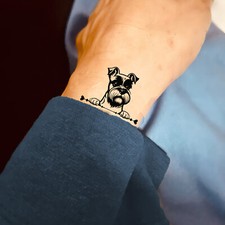 Miniature Schnauzer Dog