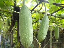 GOURD LUFFA SPONGE 20 SEEDS - GREAT FUN & UNUSUAL
