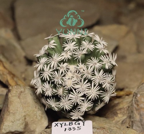 Rare live house - live, plant