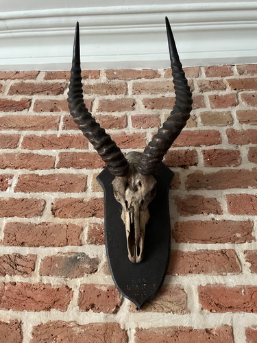 Antique antelope skull mount - antique,