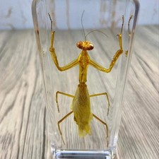 Large praying mantis insect - large,