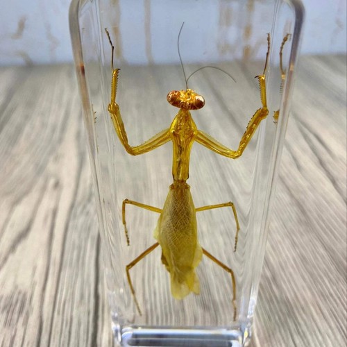 Large praying mantis - large,