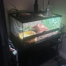 Beautiful (Exotera) 2 And Half Foot  Glass Vivarium 60cm X 45cm X 30cm Height.