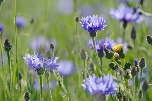 Cornflower wild flower 600 - cornflower,