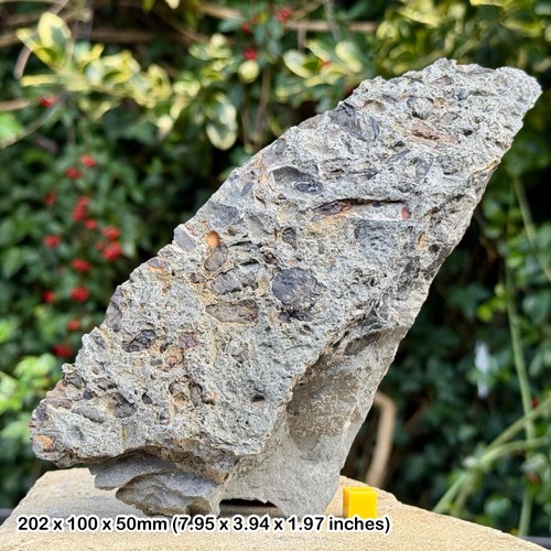 Fossil fish shark reptile - fish,,