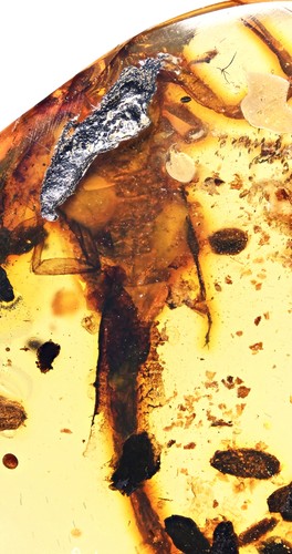 Rare scorpion fossil inclusion - fossil,