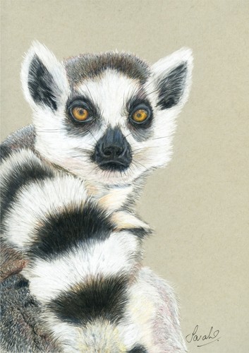 Ring tailed lemur primate - ring,