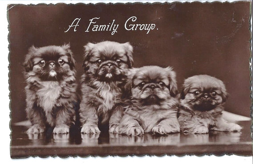 King charles spaniel - king, puppies-