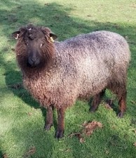  Black Wool Fleece raw and unwashed  ( New additions recently sheared)