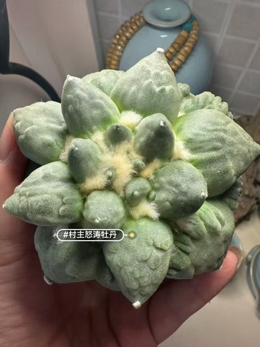 5cm rare live house plant - 9.5cm,