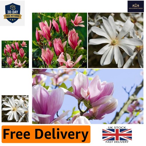 Magnolia flowering shrubs set - flowering,