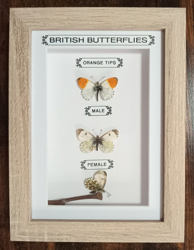 Real framed british - framed,