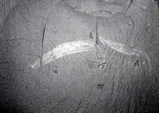 Burgess Shale, Pikaia