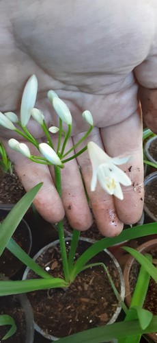 Agapanthus dwarf white - white, lily