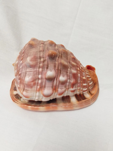 Large natural bullmouth - natural,