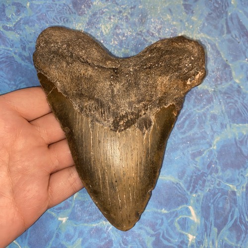 Megalodon shark tooth - shark, 5.78”