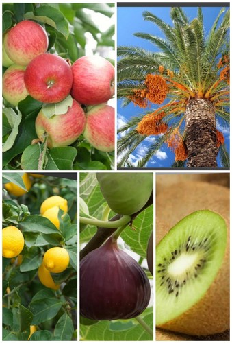 Fruit tree seeds fig - tree, seeds-