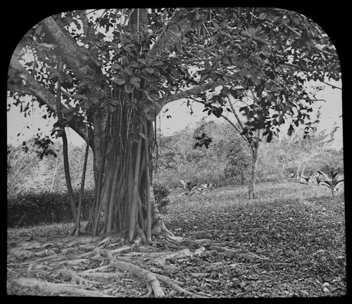Magic lantern slide indian - slide, an