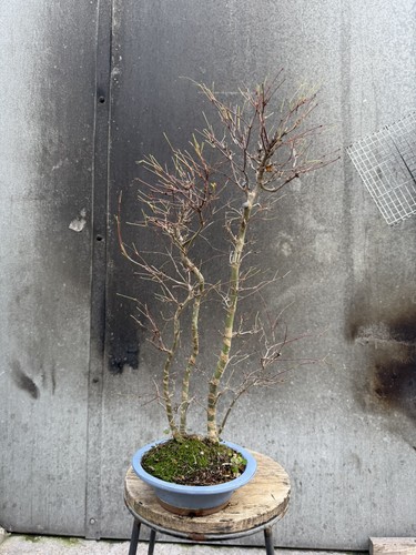 Japanese maple deshojo - maple,