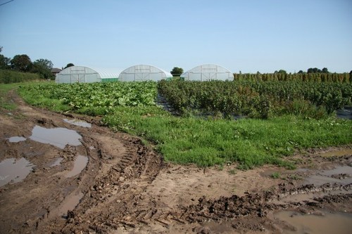 Photo 6x4 elms farm - photo,